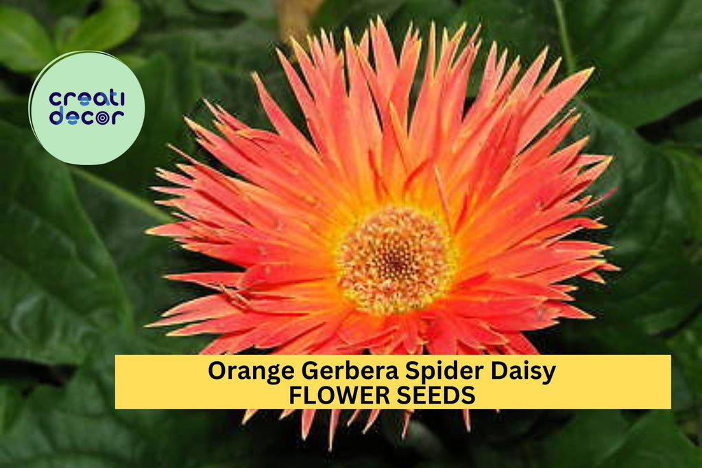 50+ Orange Gerbera Spider Daisy Seeds – Unique Spiky Blooms for Garden Planting, Bright Cut Flowers for Beds & Containers – USA