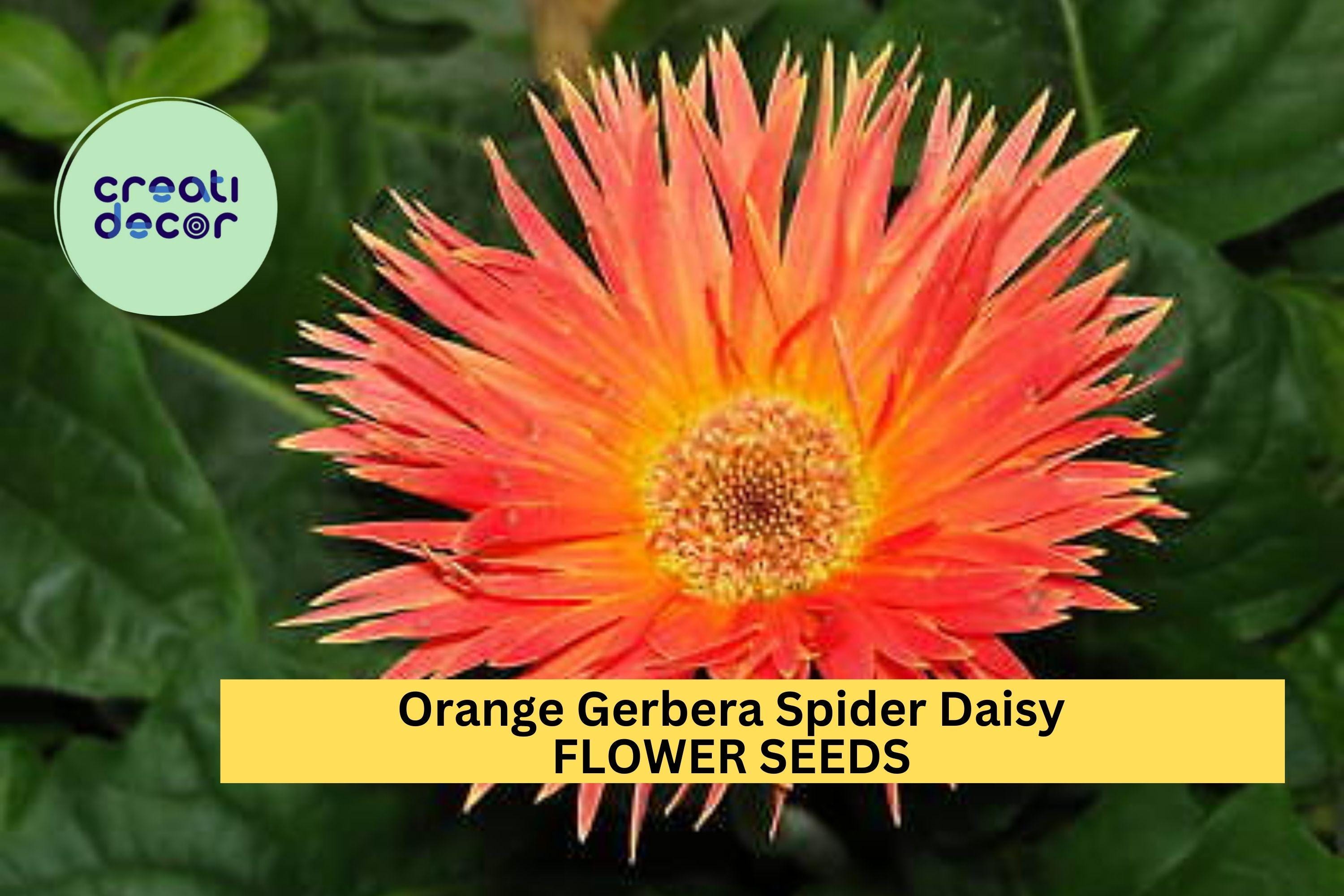 50+ Orange Gerbera Spider Daisy Seeds – Unique Spiky Blooms for Garden Planting, Bright Cut Flowers for Beds & Containers – USA