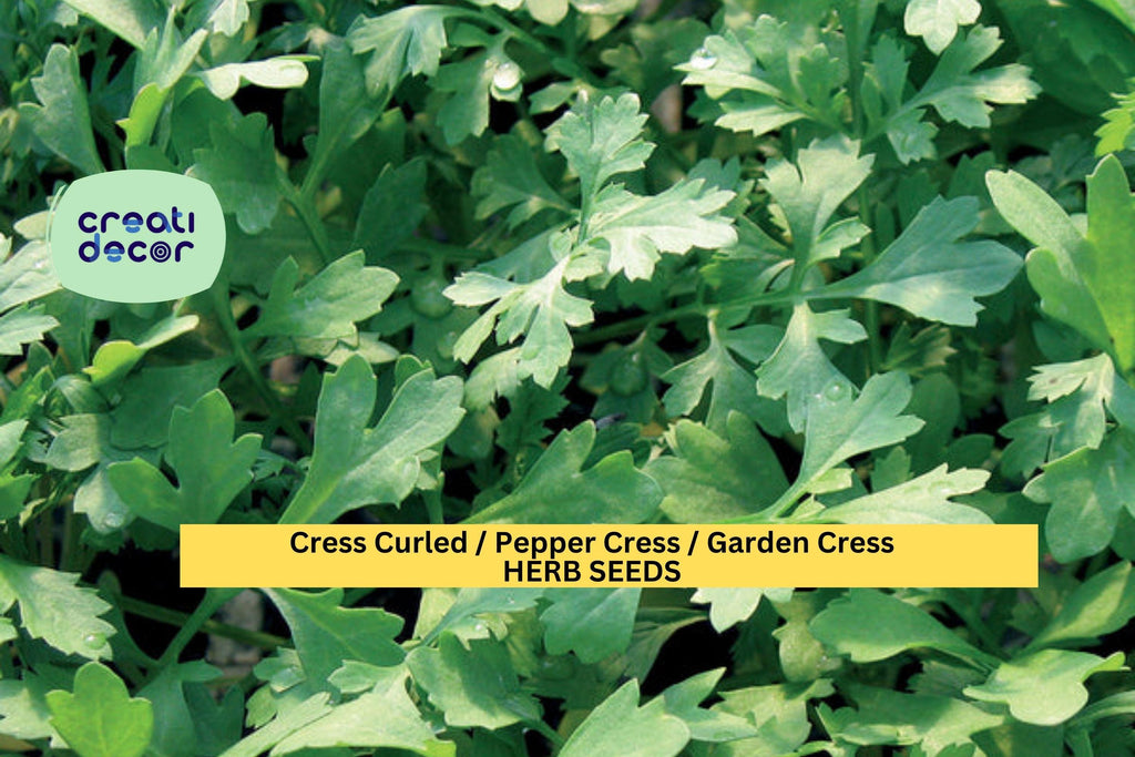 3pcs x 1g Garden Cress Curled Seeds – Fast-Growing Peppery Greens for Indoor Trays, Pots, or Outdoor Garden Beds Seeds for Planting