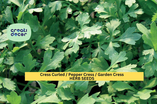 3pcs x 1g Garden Cress Curled Seeds – Fast-Growing Peppery Greens for Indoor Trays, Pots, or Outdoor Garden Beds Seeds for Planting