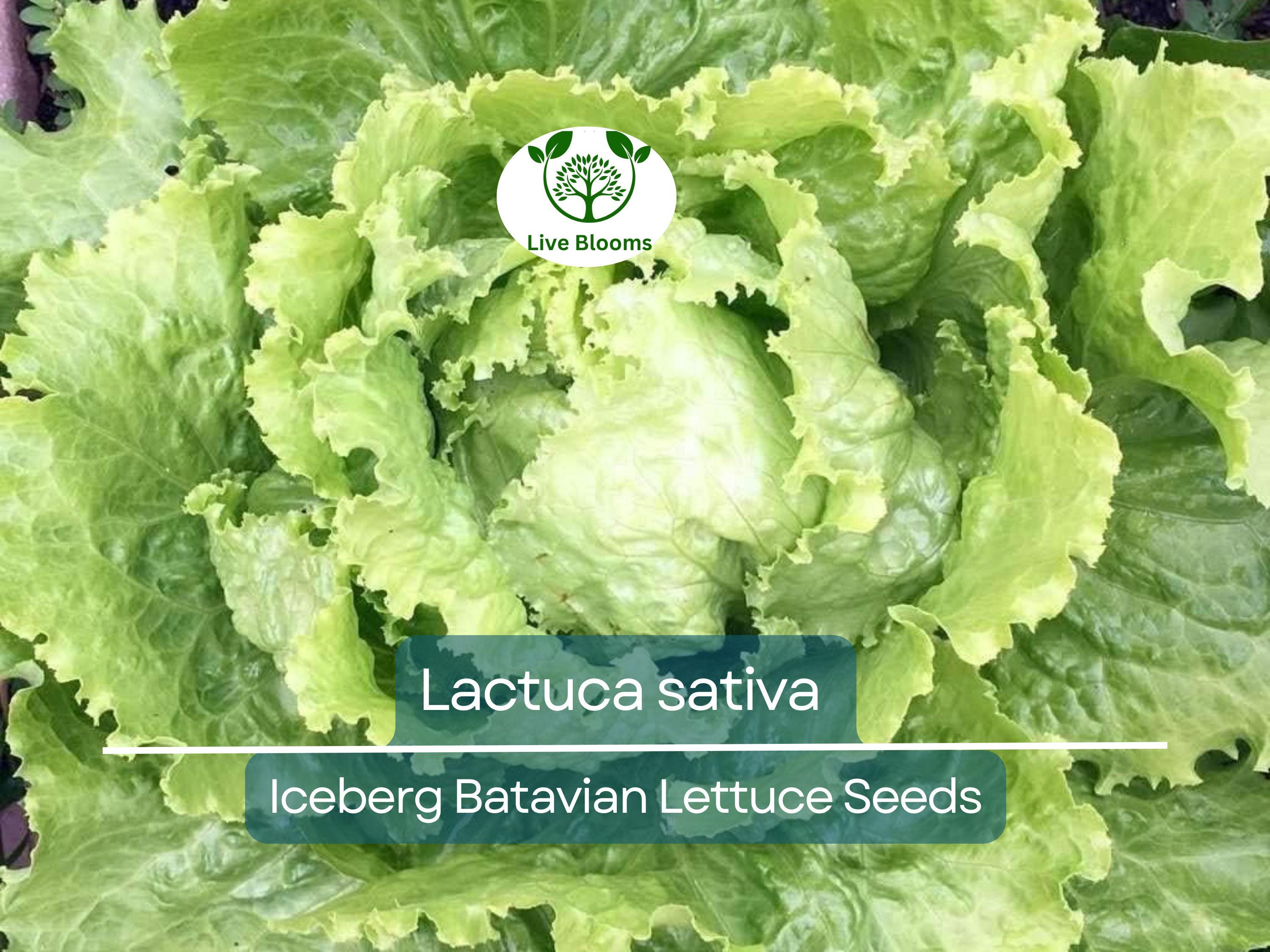 700 Seeds Iceberg Batavian Lettuce – Lactuca sativa | Heirloom Heading Lettuce Seeds for Planting & Crisp, Fresh Harvests