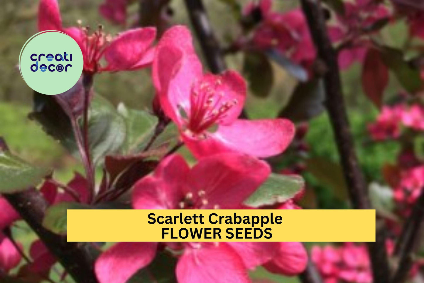 25+ Scarlett Crabapple Seeds – Ornamental Tree Seeds for Garden Planting, Pink Blooms & Red Fruit for Landscape,Wildlife – USA