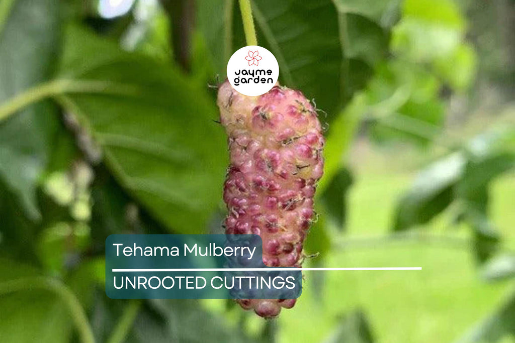 Tehama Mulberry Scion Cuttings (3) - 8" Unwashed, Sweet Large Non-Staining White Mulberry Fruit
