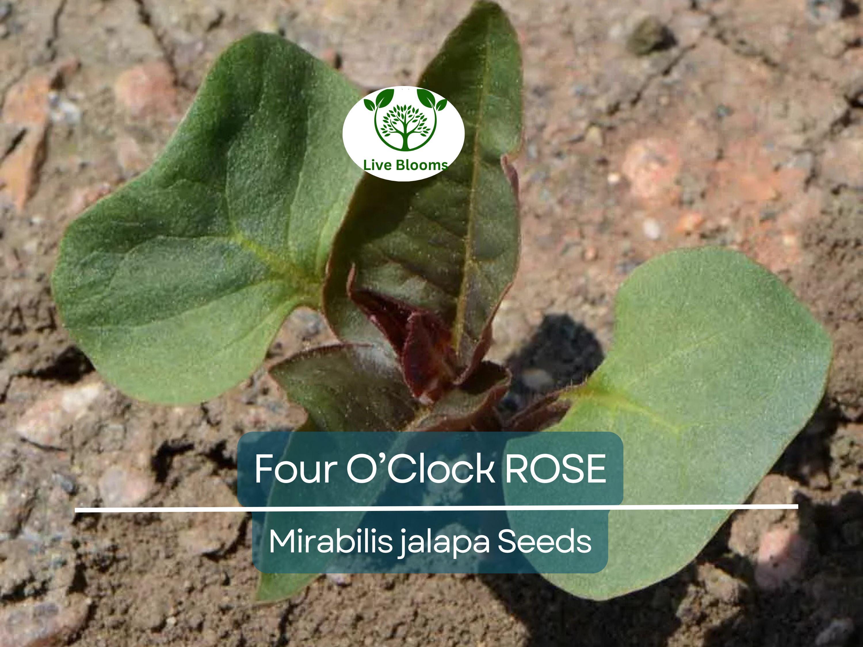 25 Four O’Clock Rose Seeds – Mirabilis Jalapa | Perennial Non-GMO Flowers | Hummingbird Magnet | Fragrant Pink Blooms