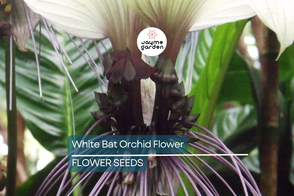 10 White Bat Orchid Flower Seeds (Tacca integrifolia) – Exotic Tropical Houseplant, Rare Bat Shape Flower