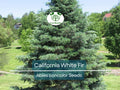 30 California White Fir Tree Seeds (Abies Concolor) | Pine, Evergreen, Hardy Conifer for Landscaping, Reforestation & Garden