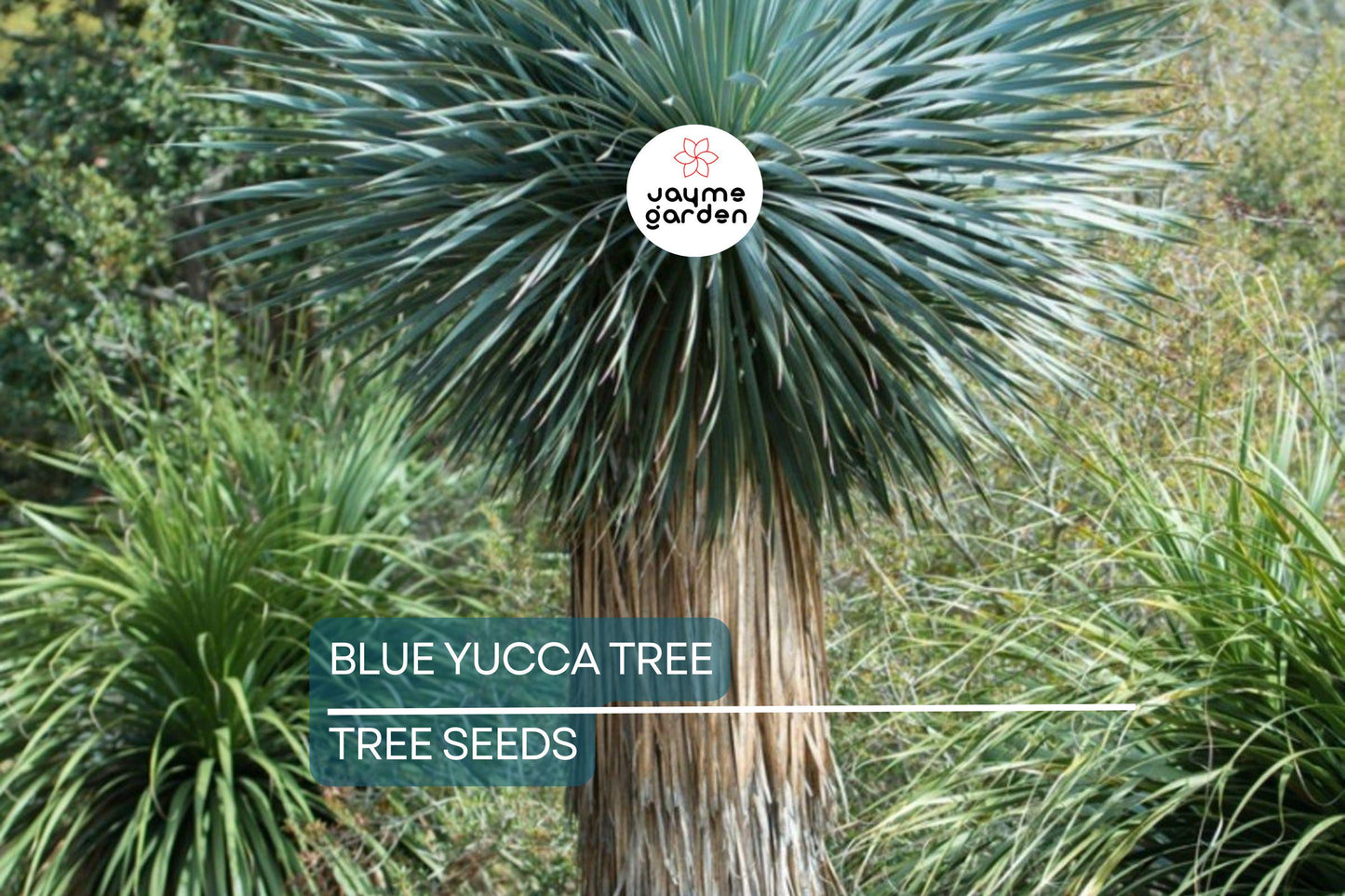10 Blue Yucca Tree Seeds (Yucca rigida) – Cold Hardy, Rare Agave-Like Plant