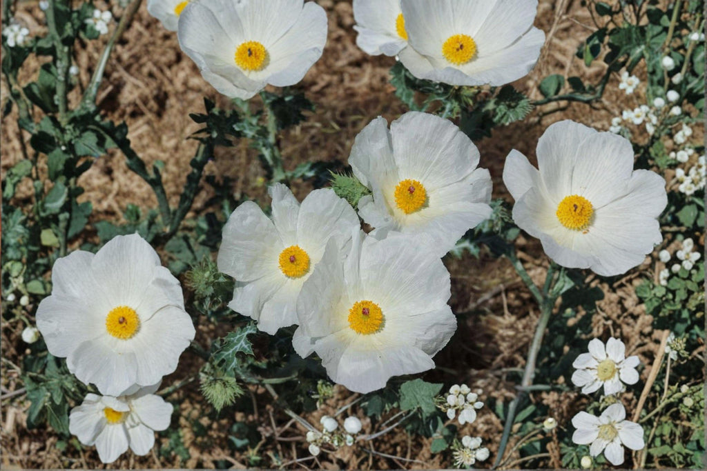 Argemone polyanthemos/Prickly Poppy – 15 Seeds | Native Annual Wildflower | White Blooms | Drought-Tolerant & Pollinator-Friendly