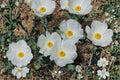 Argemone polyanthemos/Prickly Poppy – 15 Seeds | Native Annual Wildflower | White Blooms | Drought-Tolerant & Pollinator-Friendly