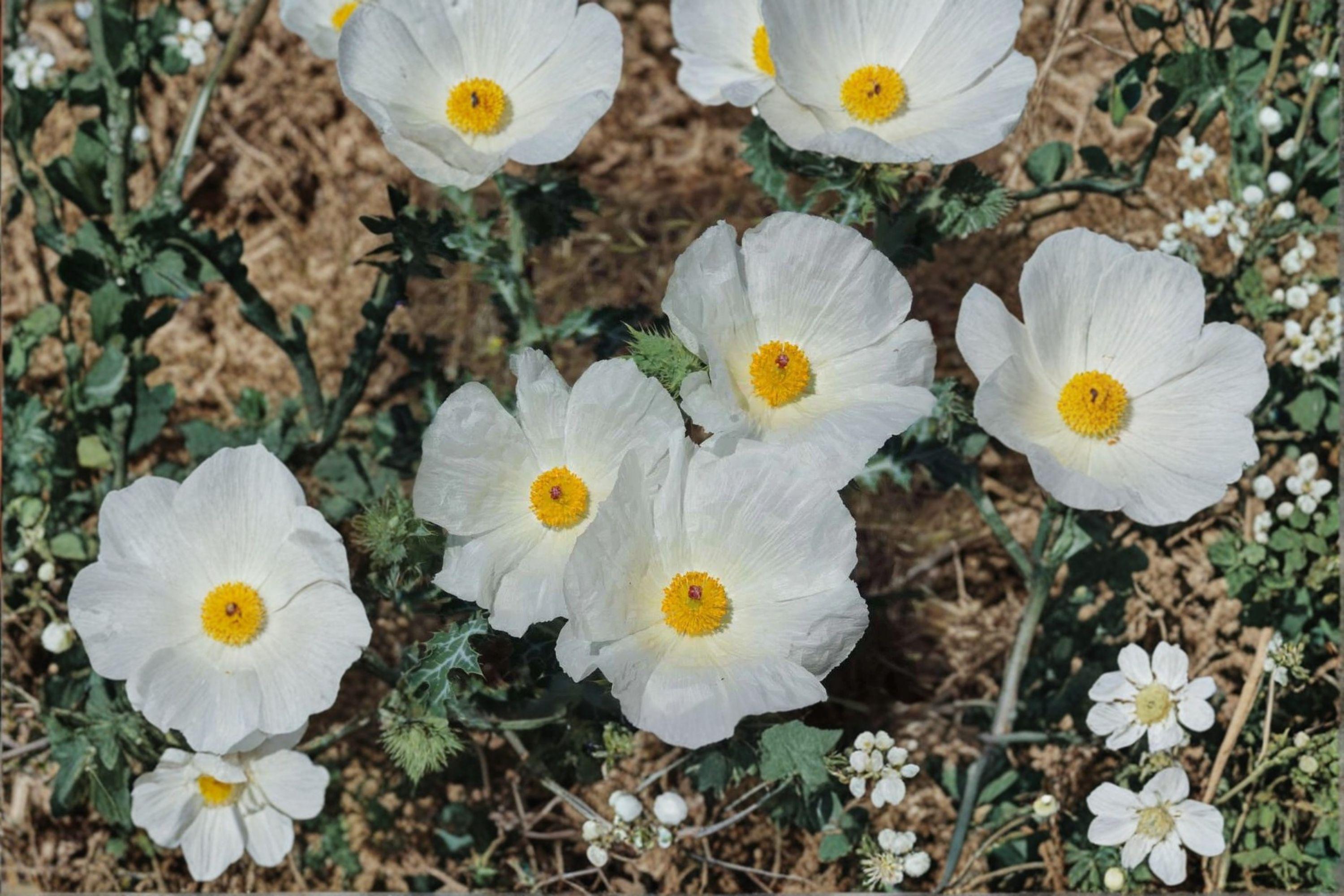 Argemone polyanthemos/Prickly Poppy – 15 Seeds | Native Annual Wildflower | White Blooms | Drought-Tolerant & Pollinator-Friendly