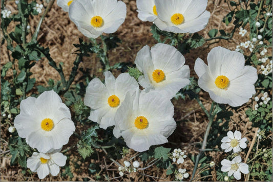 Argemone polyanthemos/Prickly Poppy – 15 Seeds | Native Annual Wildflower | White Blooms | Drought-Tolerant & Pollinator-Friendly