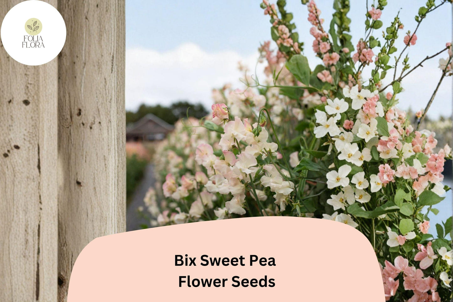 Bix Sweet Pea Seeds | Lathyrus odoratus Tall Climbing Annual Flower Vine (50+ Seeds)