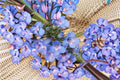 Penstemon angustifolius – Pagoda Penstemon 50 Seeds | Native Prairie Perennial | Blue-Purple Blooms | Drought-Tolerant Pollinator Plant