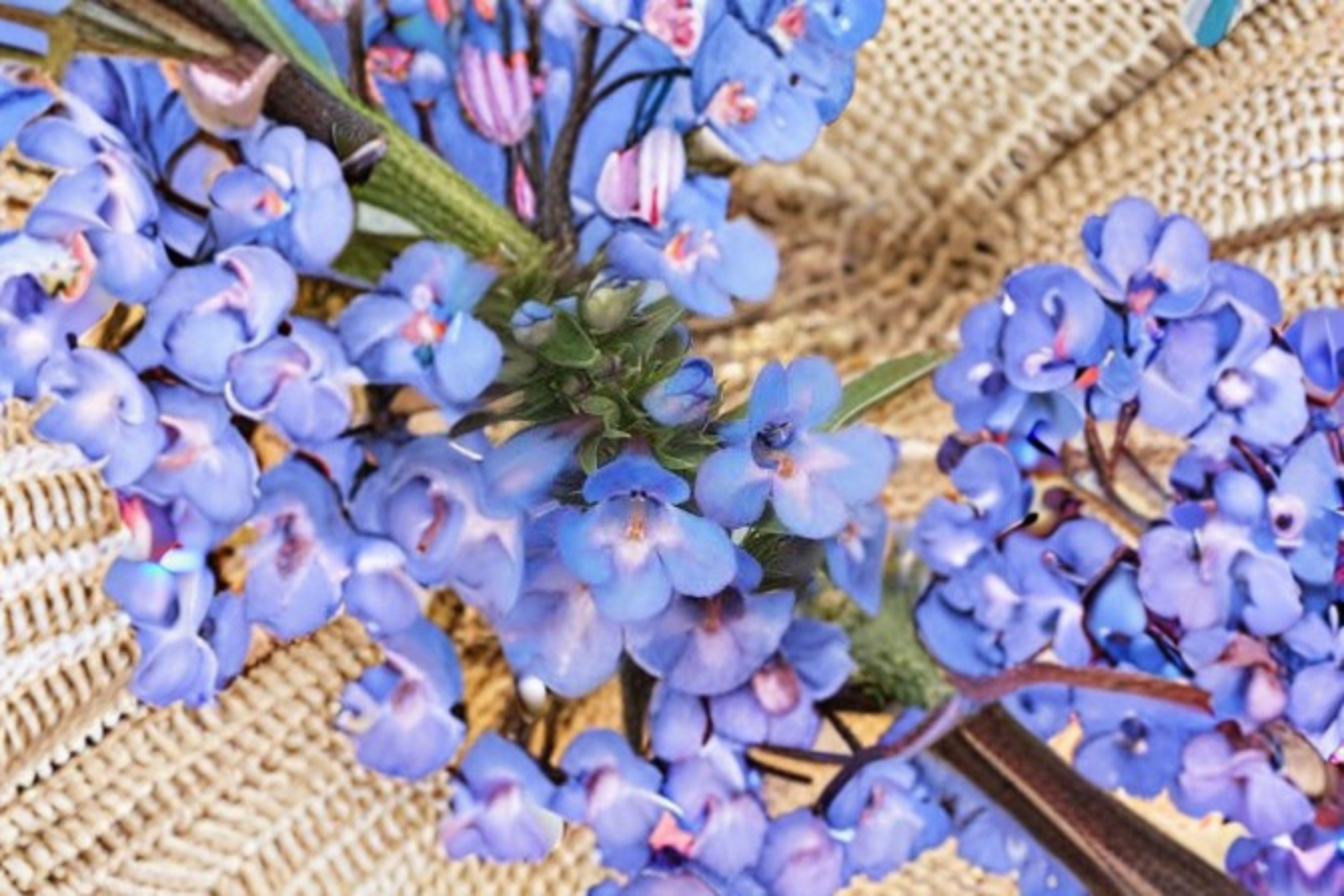 Penstemon angustifolius – Pagoda Penstemon 50 Seeds | Native Prairie Perennial | Blue-Purple Blooms | Drought-Tolerant Pollinator Plant