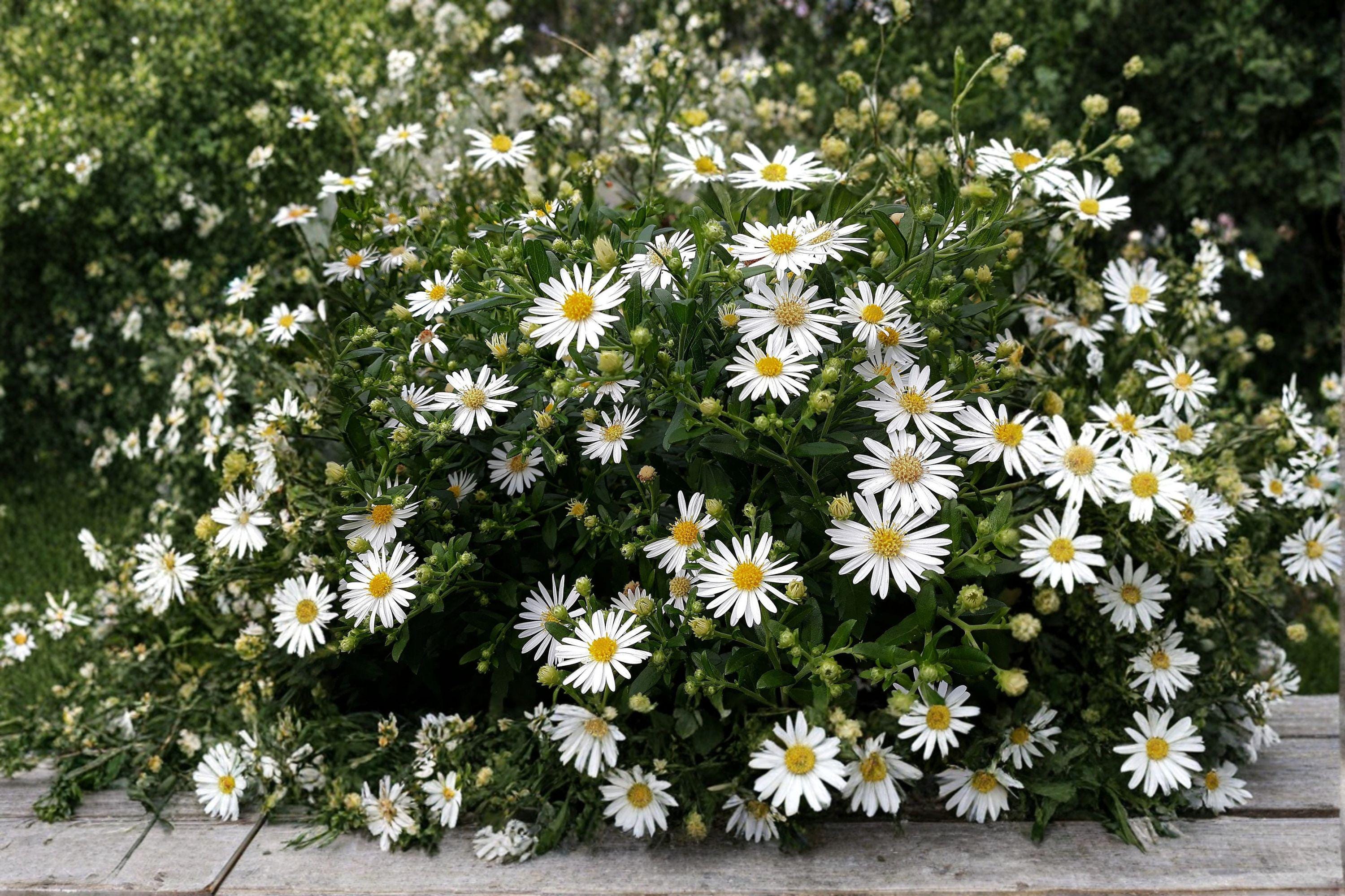 Heath Aster – Symphyotrichum pilosum, Frost Aster, Late Season Blooms (100 Seeds)