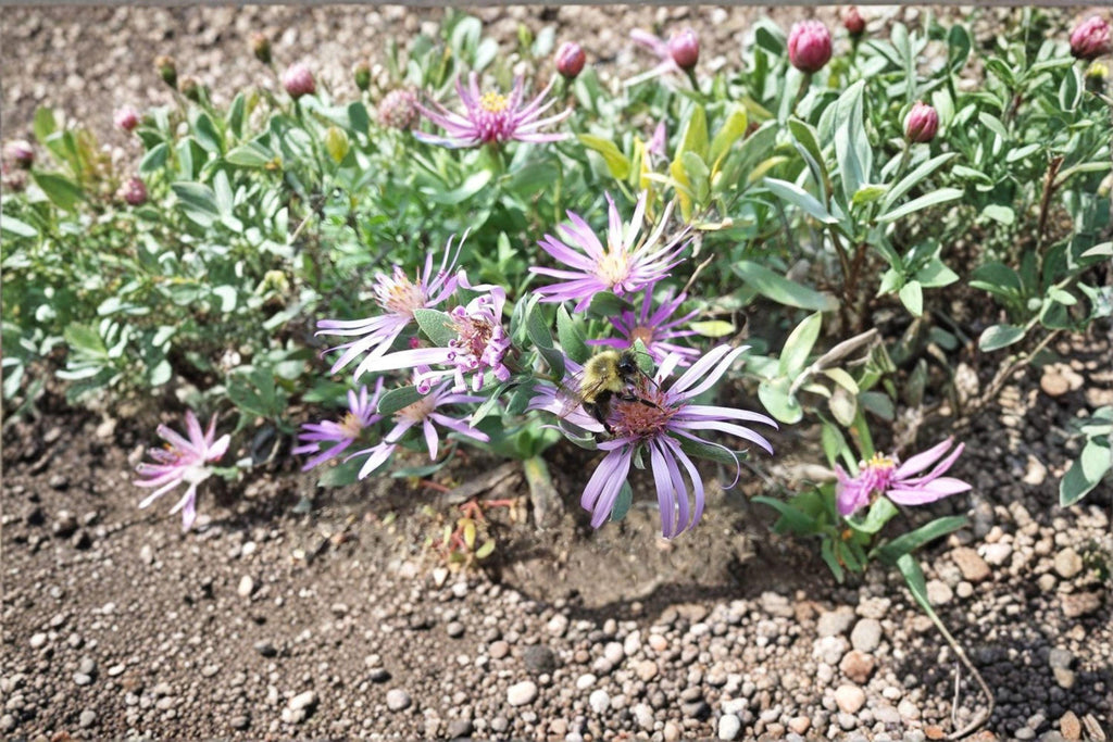 Symphyotrichum sericeum – Silky Aster | 100 Seeds | Native Purple Aster Wildflower | Pollinator Garden Plant