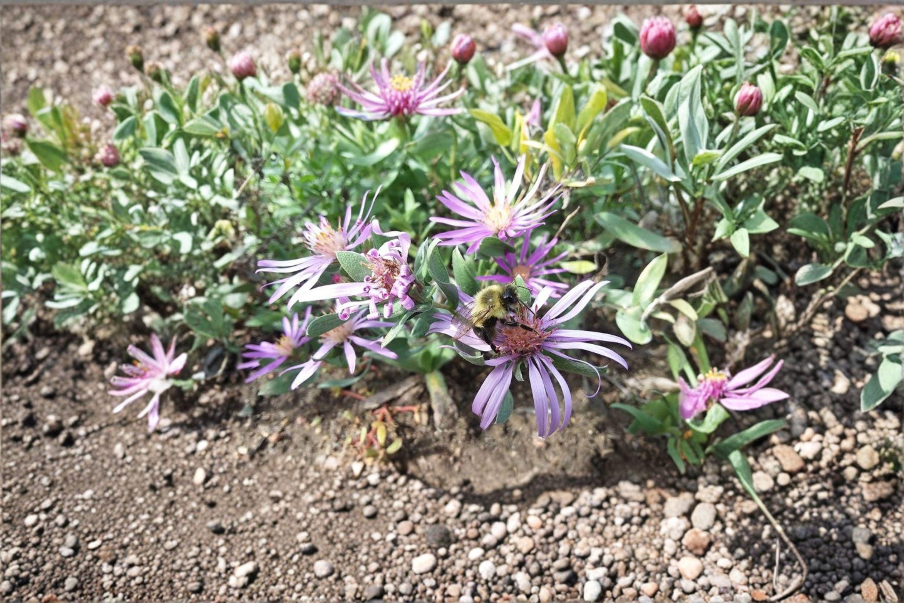 Symphyotrichum sericeum – Silky Aster | 100 Seeds | Native Purple Aster Wildflower | Pollinator Garden Plant