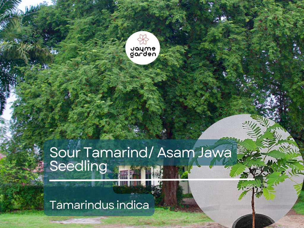 Sour Tamarind Starter Plant Seedling (Tamarindus indica) - Live Fruit Tree 2′-3′ Tall - Asam Jawa, Tangy, Tropical Fruit for Garden Orchard