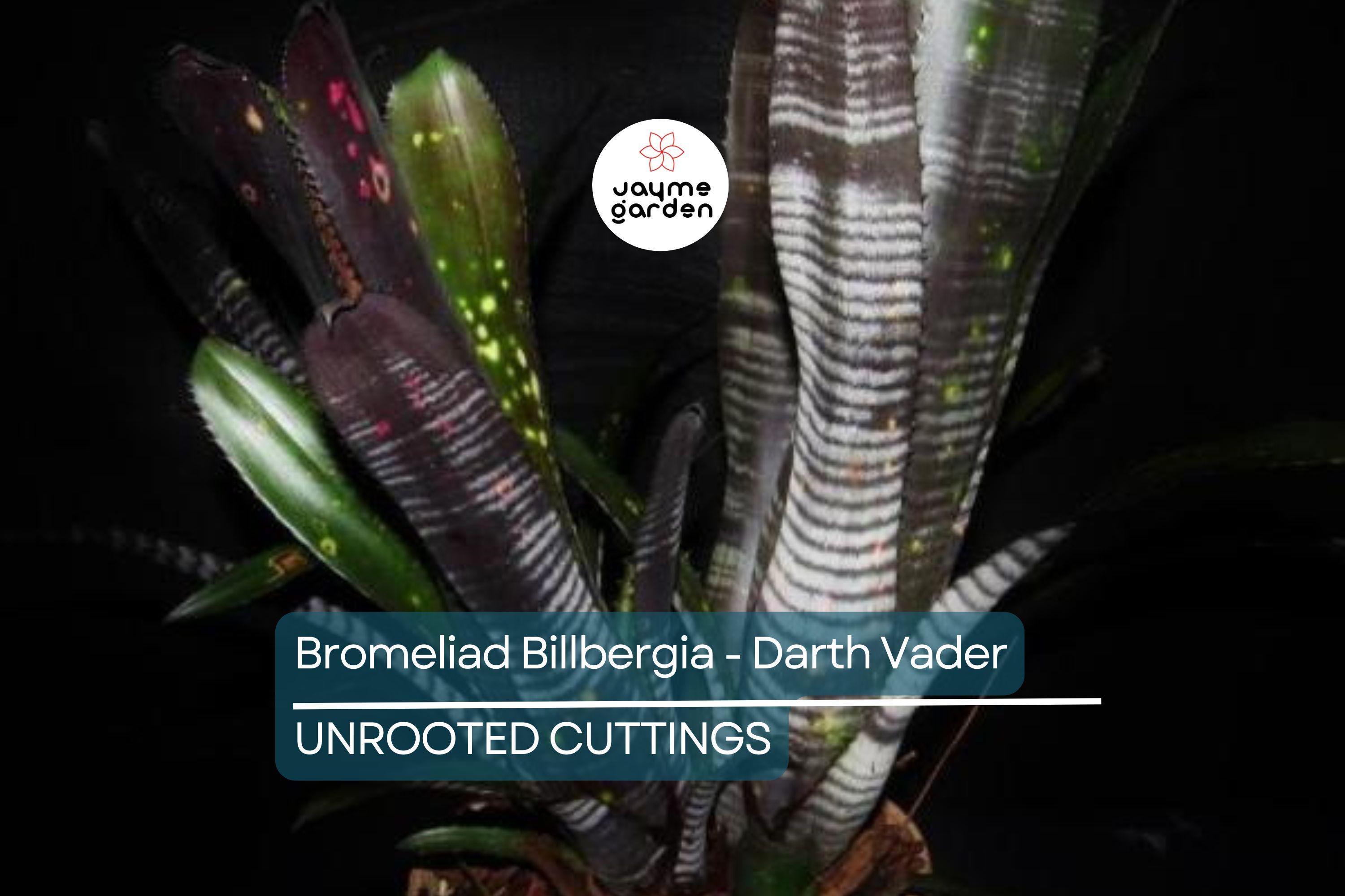 Bromeliad Billbergia Darth Vader | 12” Live Cutting | Exotic Foliage | Air-Purifying | Pet Safe | Attracts Hummingbirds & Butterflies