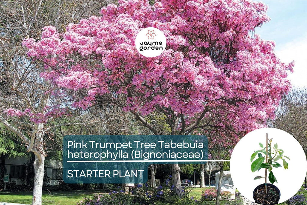 Pink Trumpet Tree Live Tabebuia Heterophylla 8″-12″ | Vibrant Flowering Ornamental Tree | Tropical Shade Tree Starter | Fast Growing
