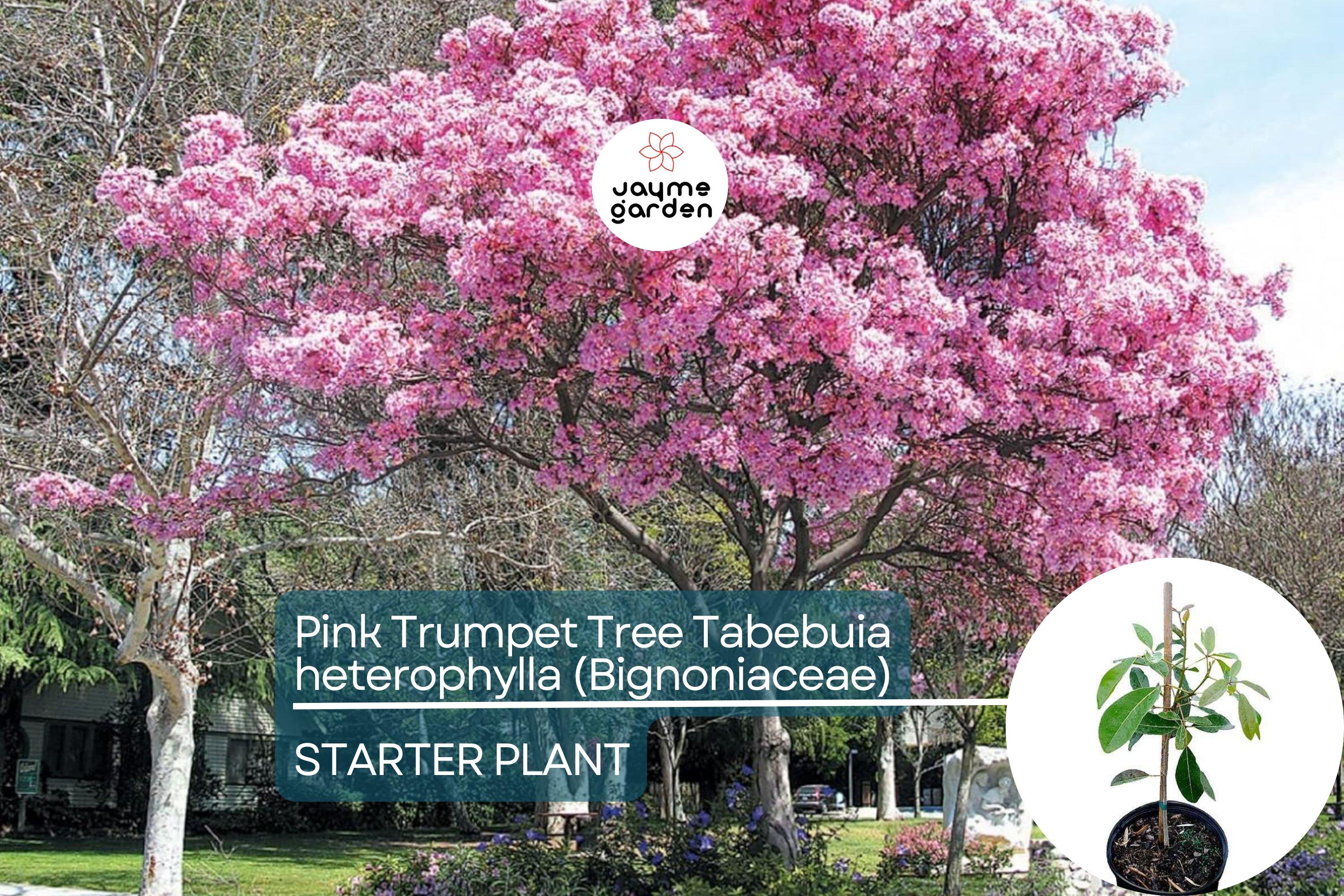 Pink Trumpet Tree Live Tabebuia Heterophylla 8″-12″ | Vibrant Flowering Ornamental Tree | Tropical Shade Tree Starter | Fast Growing