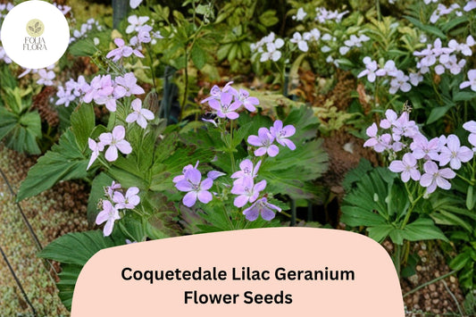 25+ Coquetedale Lilac Geranium Seeds | Purple Cranesbill | Hardy Perennial Flower for Garden Borders & Ground Cover