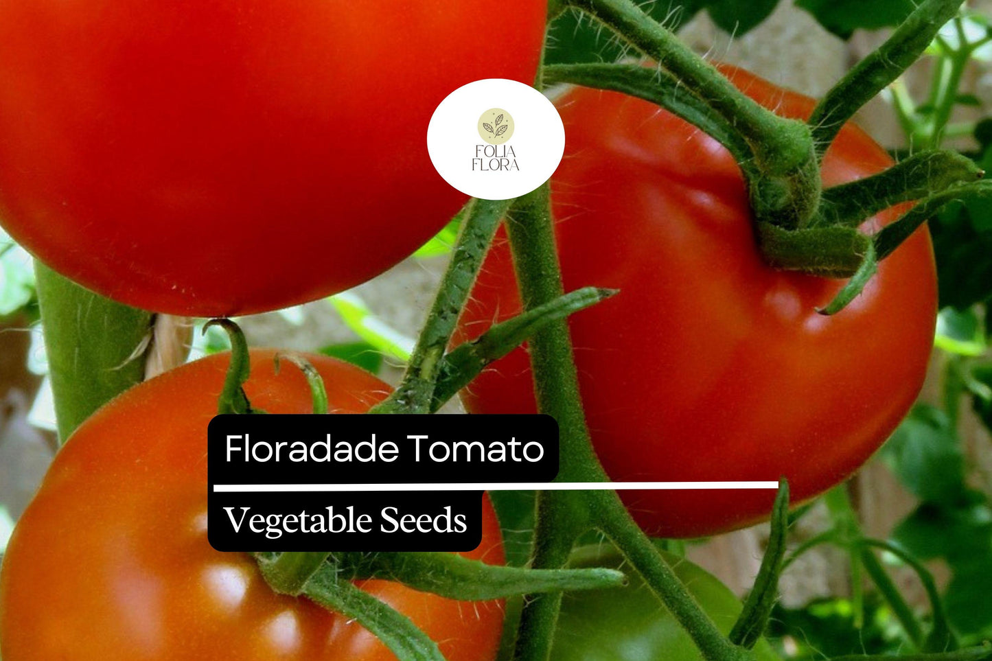 50 Seeds Floradade Tomato (Solanum lycopersicum) – Heat-Tolerant, High-Yielding Variety