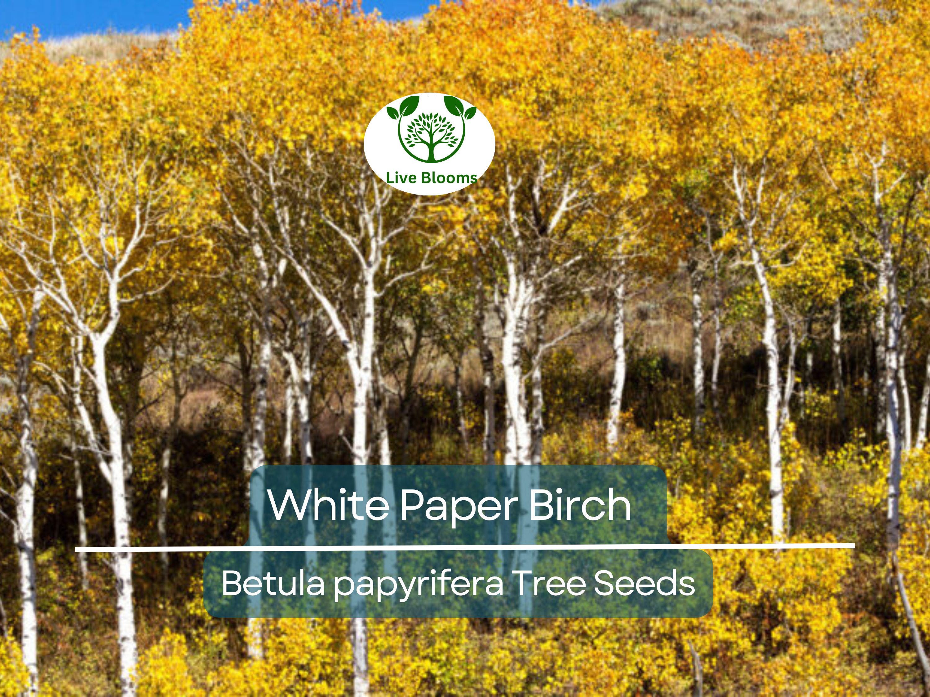 50 White Paper Birch Tree Seeds (Betula papyrifera) | Fast-Growing, Showy & Hardy | Native Birch Tree for Landscaping Gardens