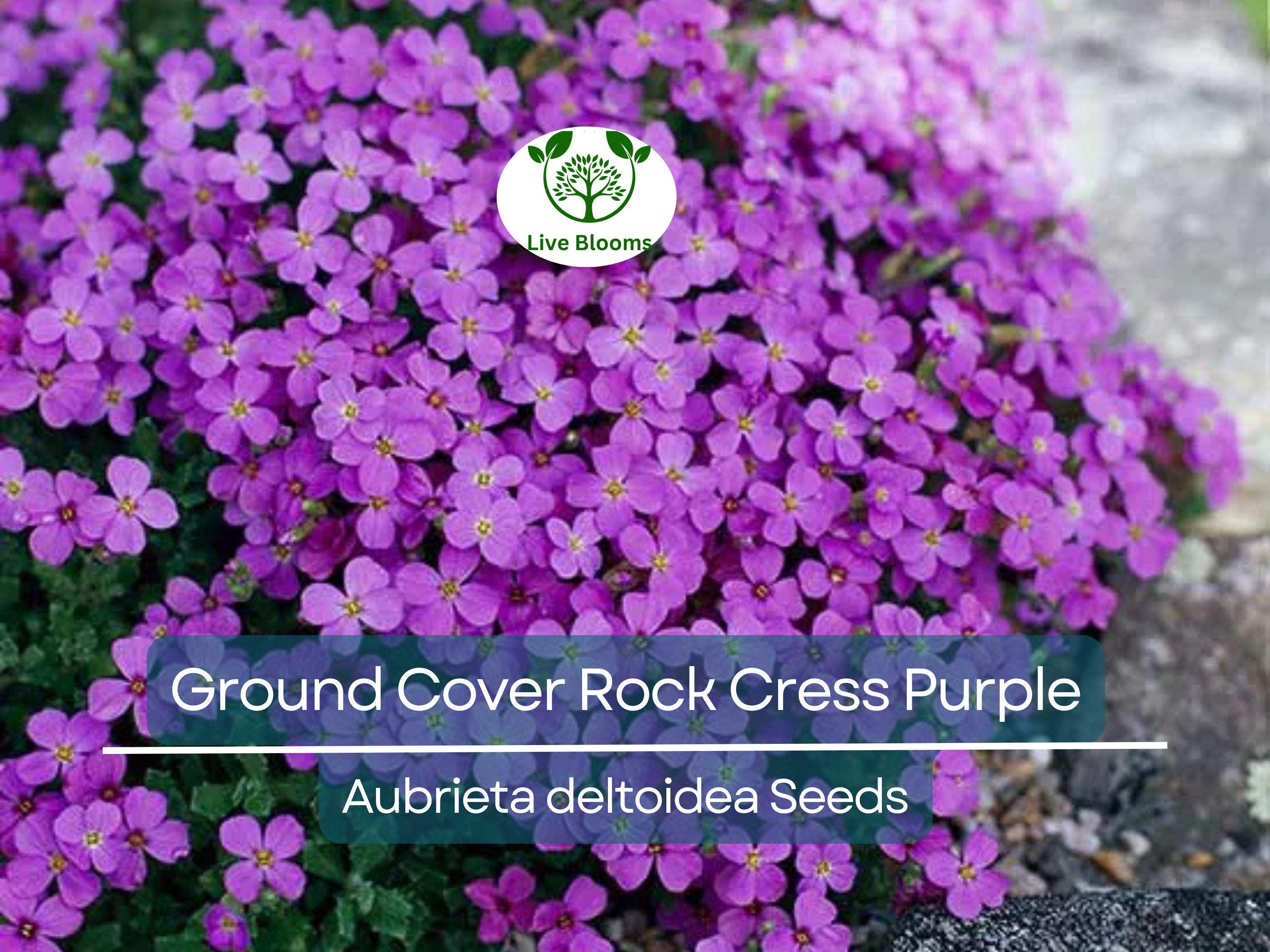 1000 Seeds Ground Cover ROCK CRESS Purple (Aubrieta deltoidea) Fragrant Flowers, Non-GMO, Pollinator Friendly, Perfect for Garden Borders