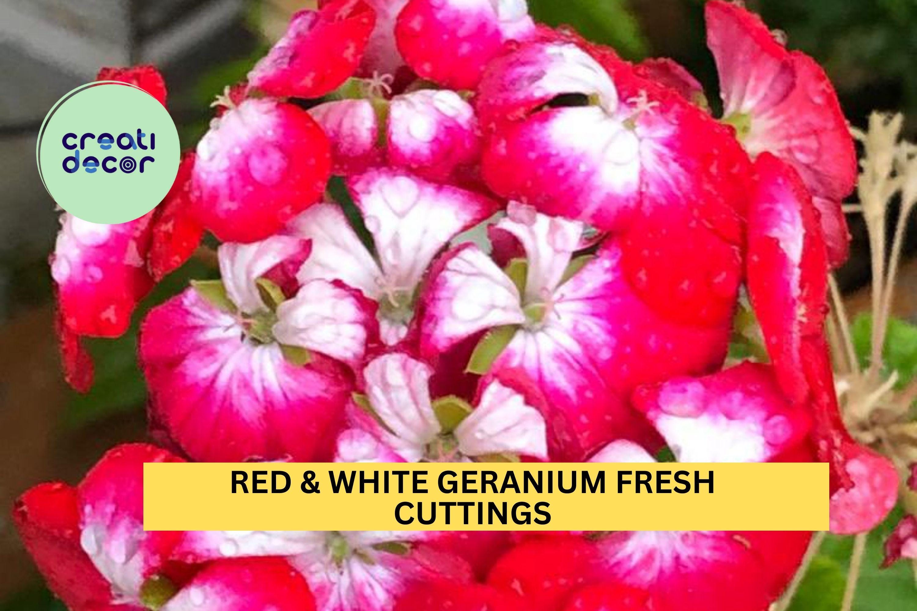 2 Rare Red & White Geranium Cuttings – 6" Starter Stems | Bicolor Pelargonium for Pots, Borders, or Garden Beds | Unrooted Cuttings