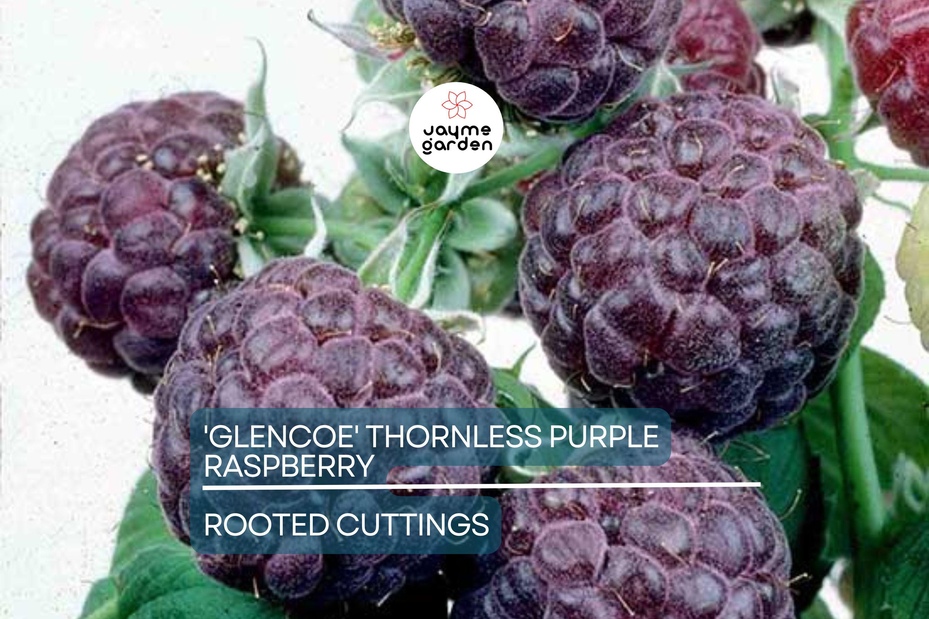 Thornless Purple Raspberry Cutting - Rubus 'Glencoe' | 4" Rooted Starter Plant | Sweet, Tart Berries