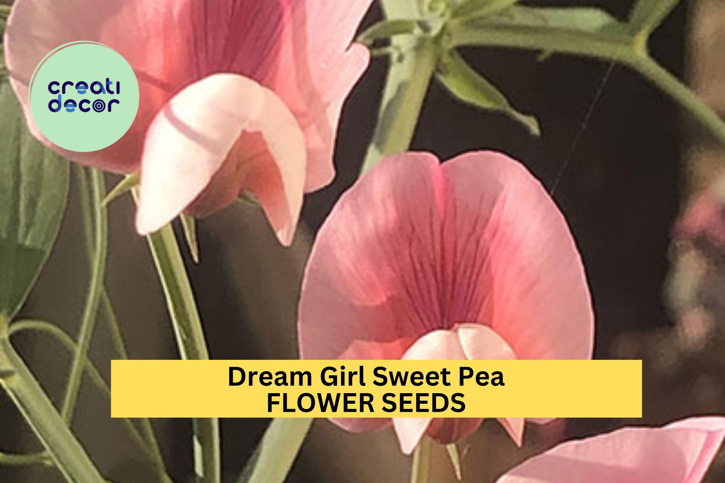 50+ Dream Girl Sweet Pea Seeds – Blush Pink & Cream Fragrant Blooms for Garden Planting, Climbing Vines for Trellises – USA