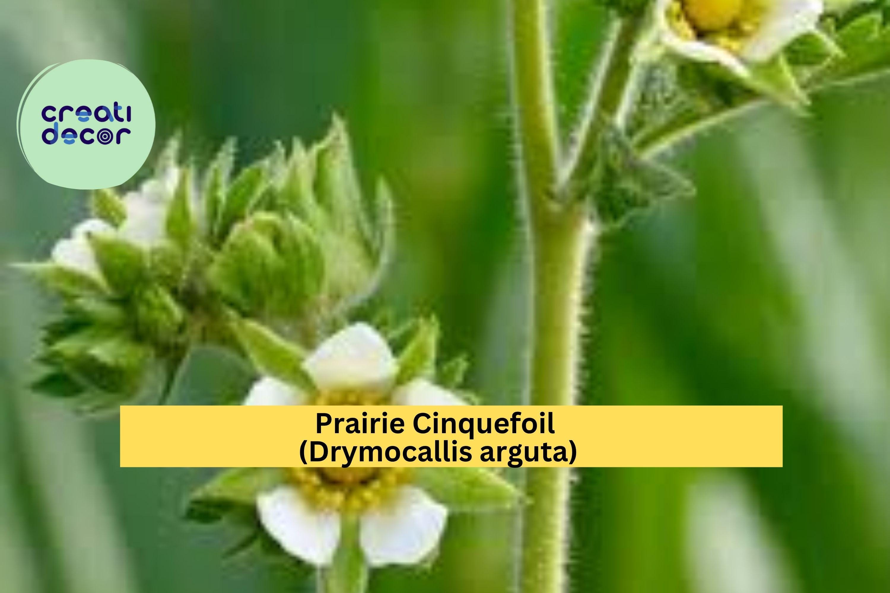Prairie Cinquefoil Seeds (Drymocallis arguta) – 500 Native Wildflower Seeds | Pollinator-Friendly, Dry Prairie Plant | Zones 3–8