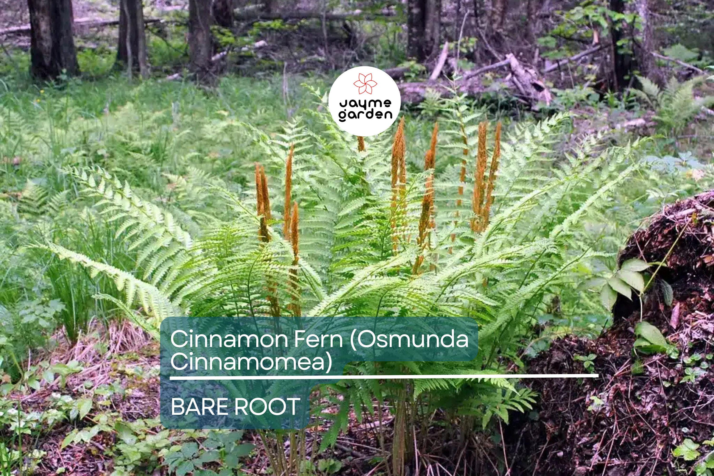 3 Small Bare-Root Cinnamon Ferns (Osmunda cinnamomea) | Lush Perennial, Shade-Loving | Fast Shipping
