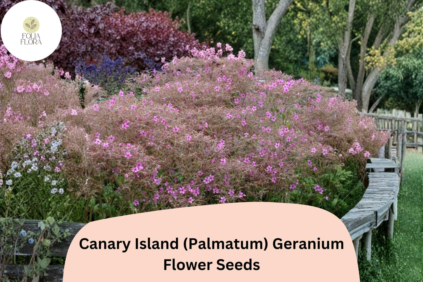 25+ Canary Island (Palmatum) Geranium Seeds | Exotic Pink Flowers | Hardy Perennial for Garden or Pots