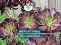 1 Aeonium Velour Succulent Unrooted Cutting 4-5" - Unique Indoor/Outdoor Plant - Beautiful Dark Purple Rosette, Easy to Grow