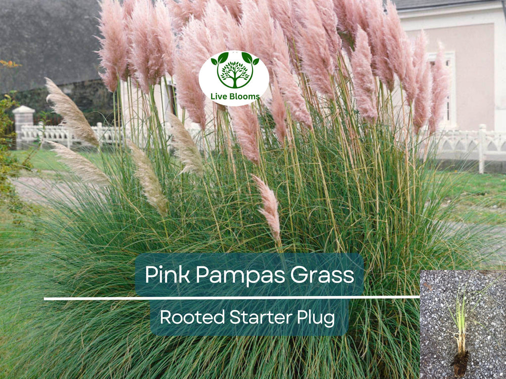 3 Pink Pampas Grass Rooted Starter Plugs - Elegant, Hardy, Perfect for Landscaping, Garden, Ornamental Grass, Cortaderia Selloana