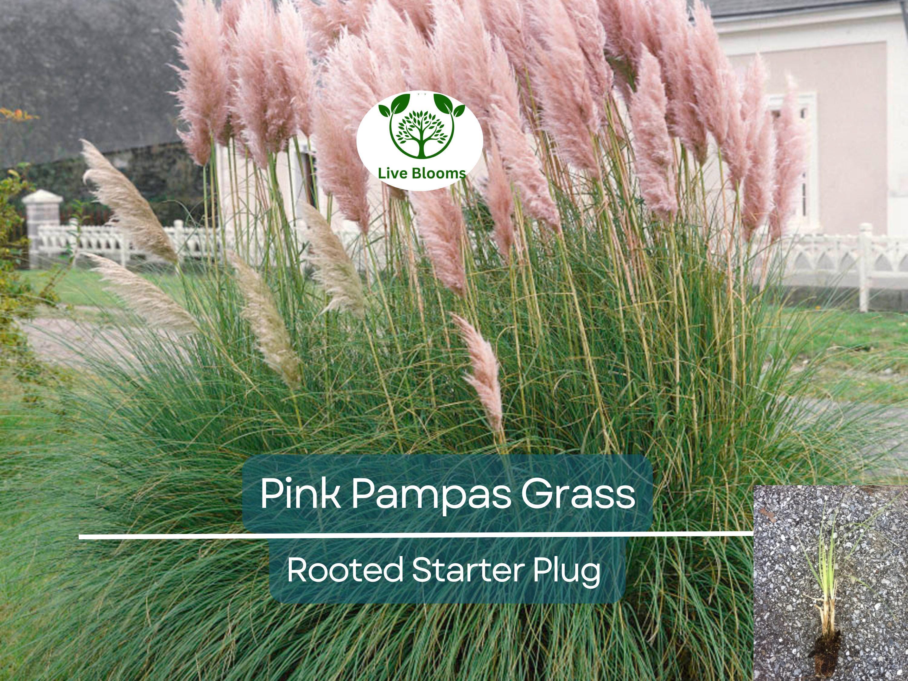 3 Pink Pampas Grass Rooted Starter Plugs - Elegant, Hardy, Perfect for Landscaping, Garden, Ornamental Grass, Cortaderia Selloana