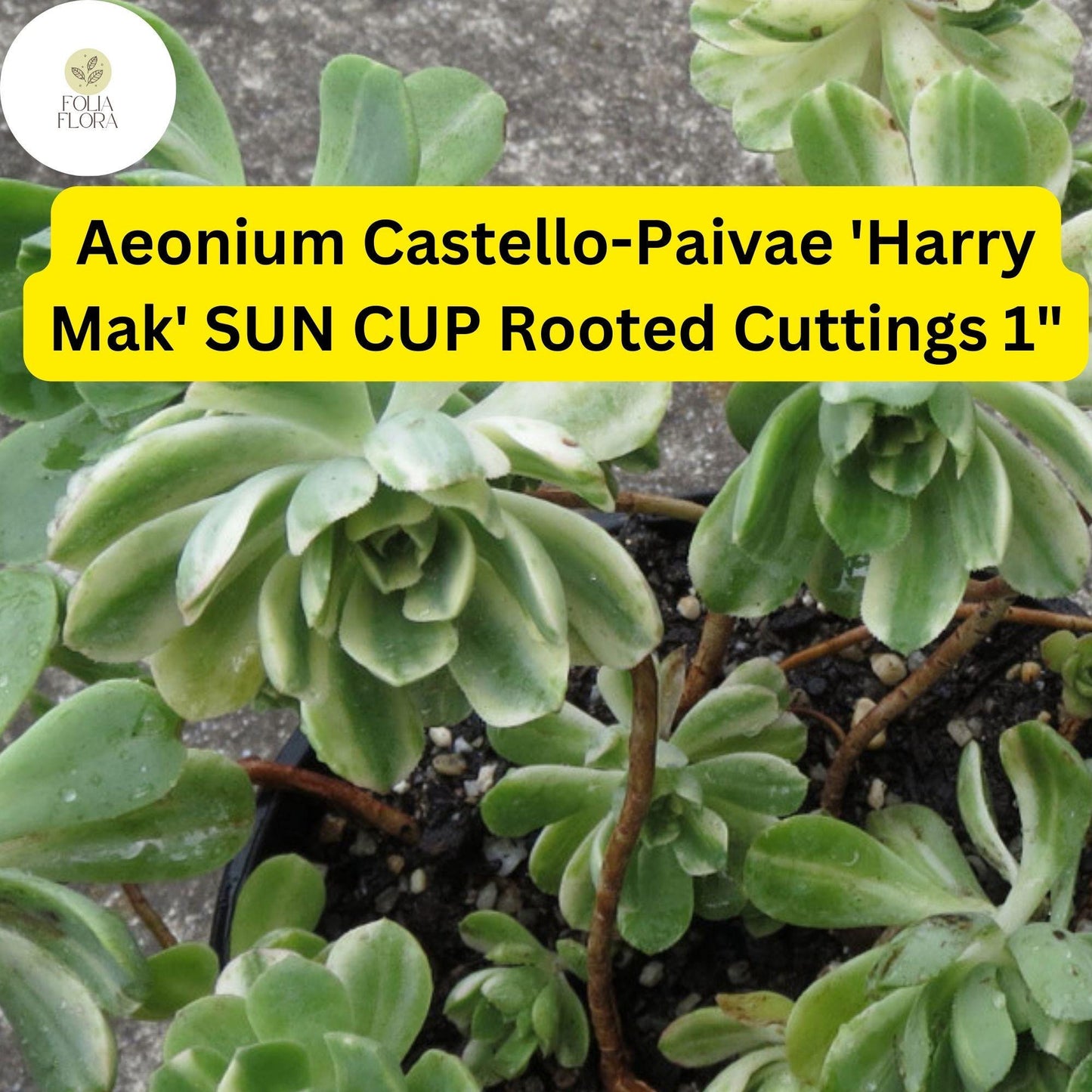 Aeonium castello-paivae ‘Harry Mak’ Sun Cup | 3 Rooted Cuttings 1" Live Succulent Plants | Variegated Rosettes