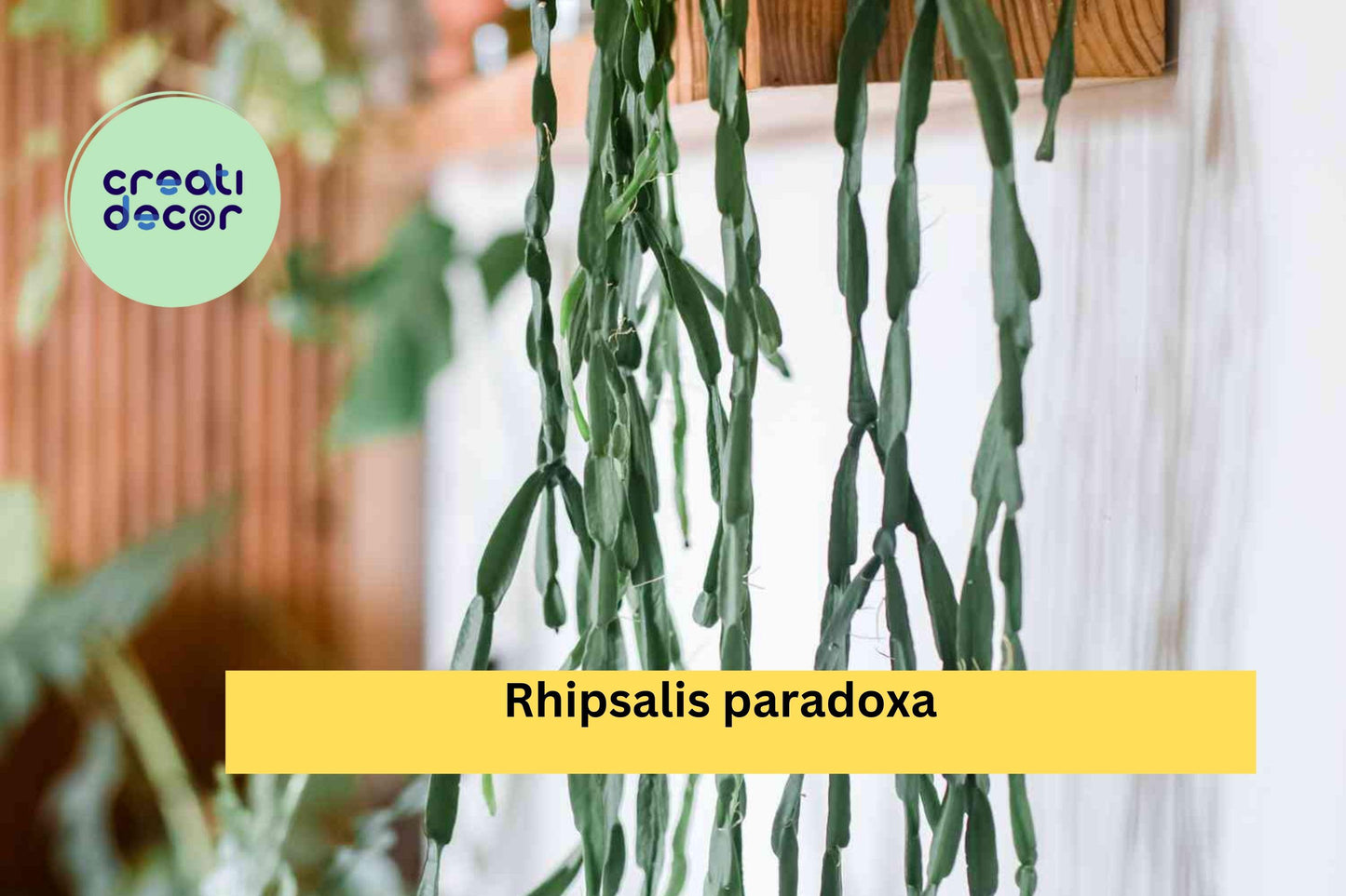 Rhipsalis paradoxa | 3 Live Plant Cuttings | Trailing Epiphytic Cactus for Hanging Baskets or Indoor Containers