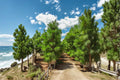 Loblolly Pine 2 Live Trees 1–2 ft Tall (Pinus taeda) Evergreen Pine Tree