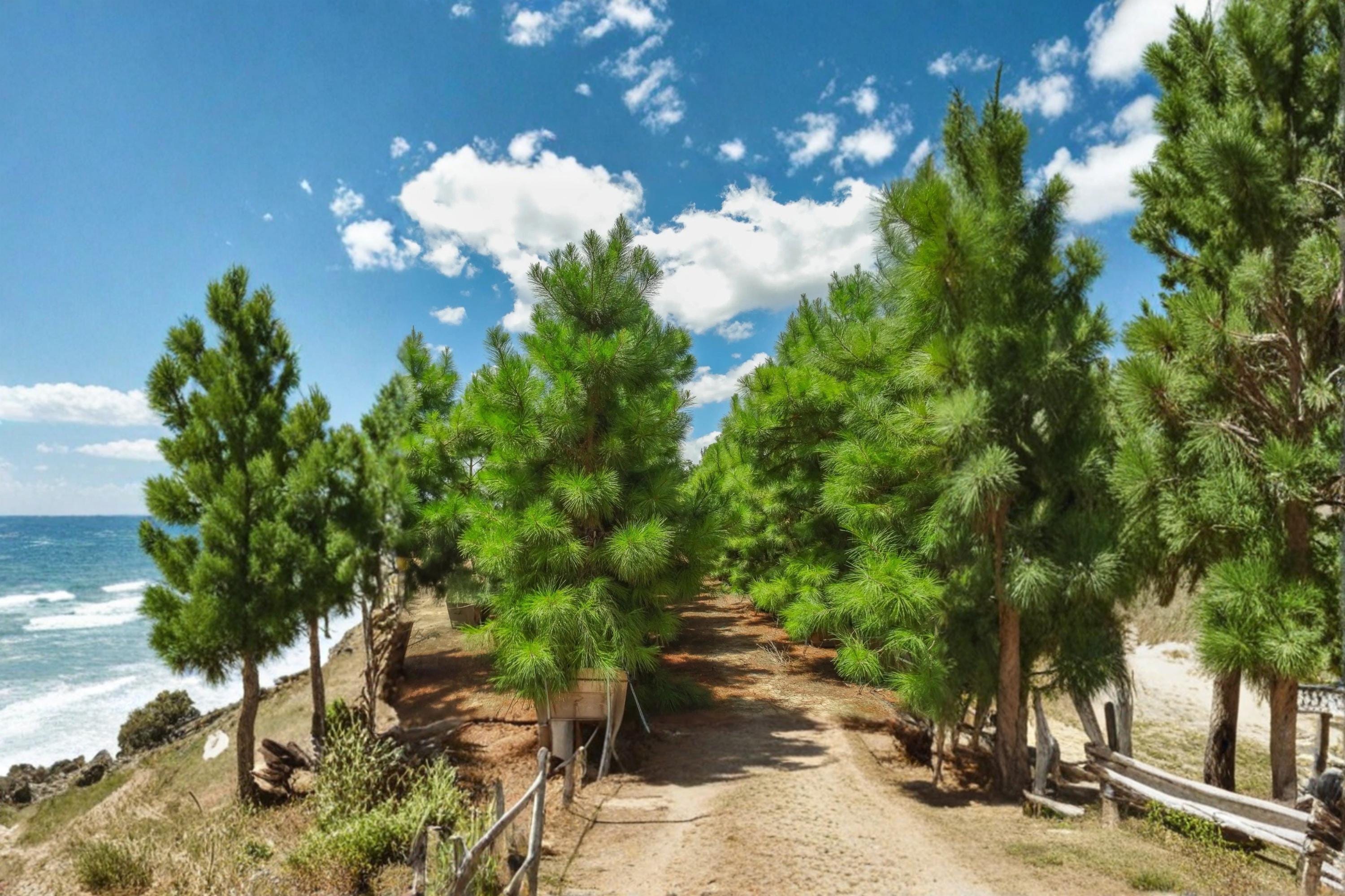 Loblolly Pine 2 Live Trees 1–2 ft Tall (Pinus taeda) Evergreen Pine Tree