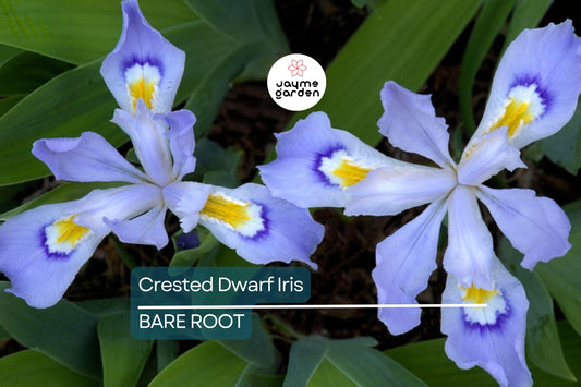 5 Crested Dwarf Iris Bare Root Plants – Organic Wildflower, Shade Perennial, Easy to Grow