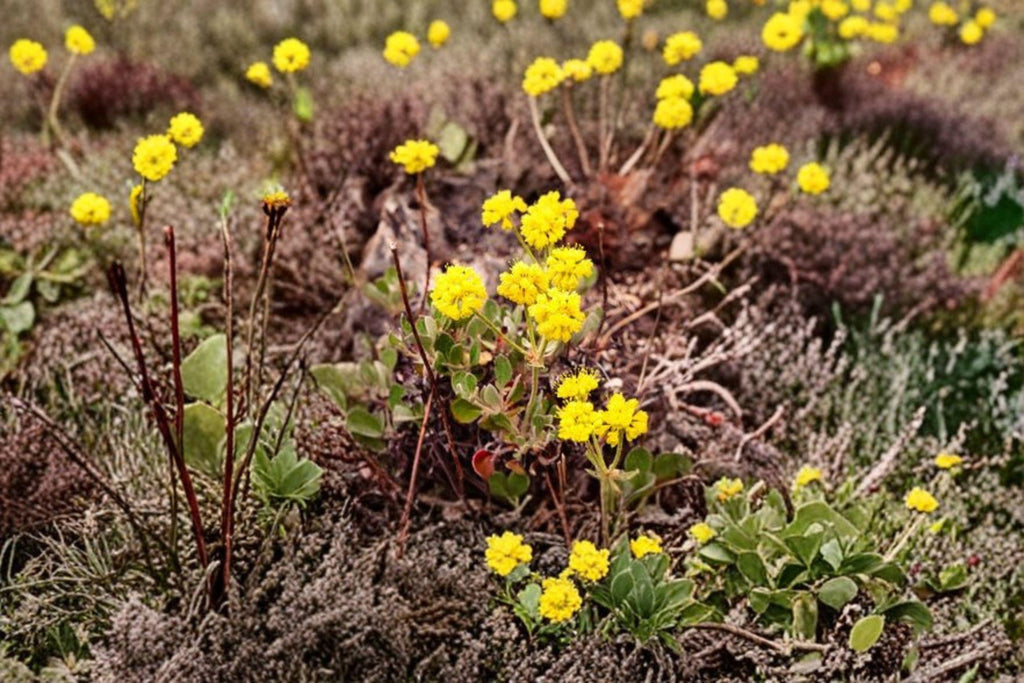 Eriogonum umbellatum/Sulfurflower – 100 Seeds | Native Western Perennial | Drought-Tolerant | Pollinator Essential