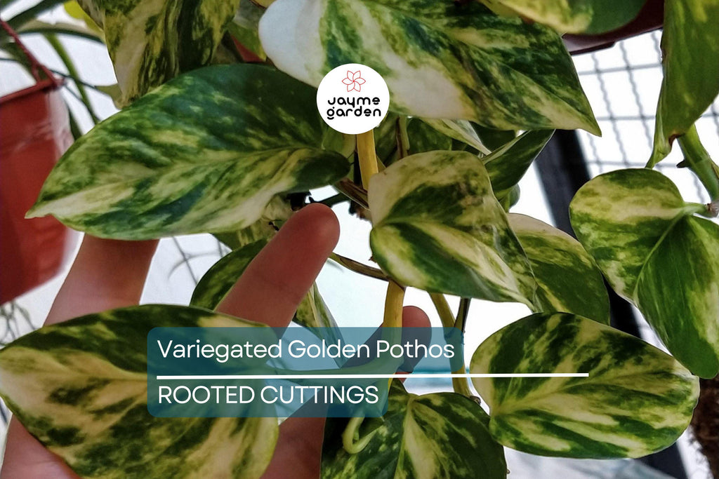 GIANT Variegated Golden Pothos – 3 Node Climbing Cutting, Hawaiian Grown
