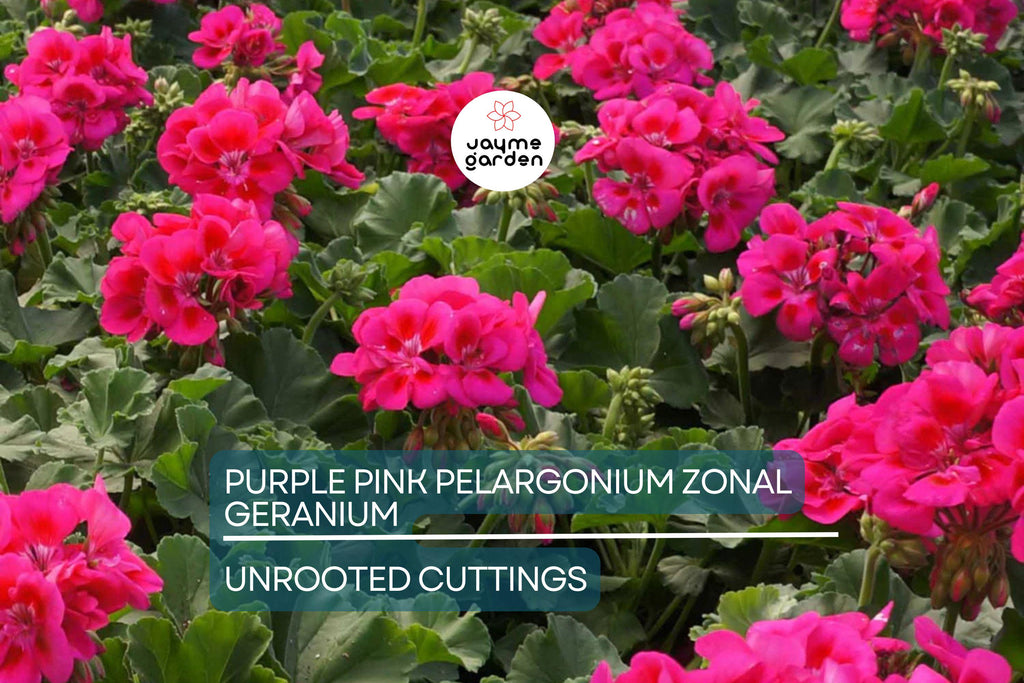 Purple Pink Pelargonium Zonal Geranium – 8 Fresh Live Starter Cuttings, 6"+ Each, Hardy & Fast-Growing, Vibrant Blooms