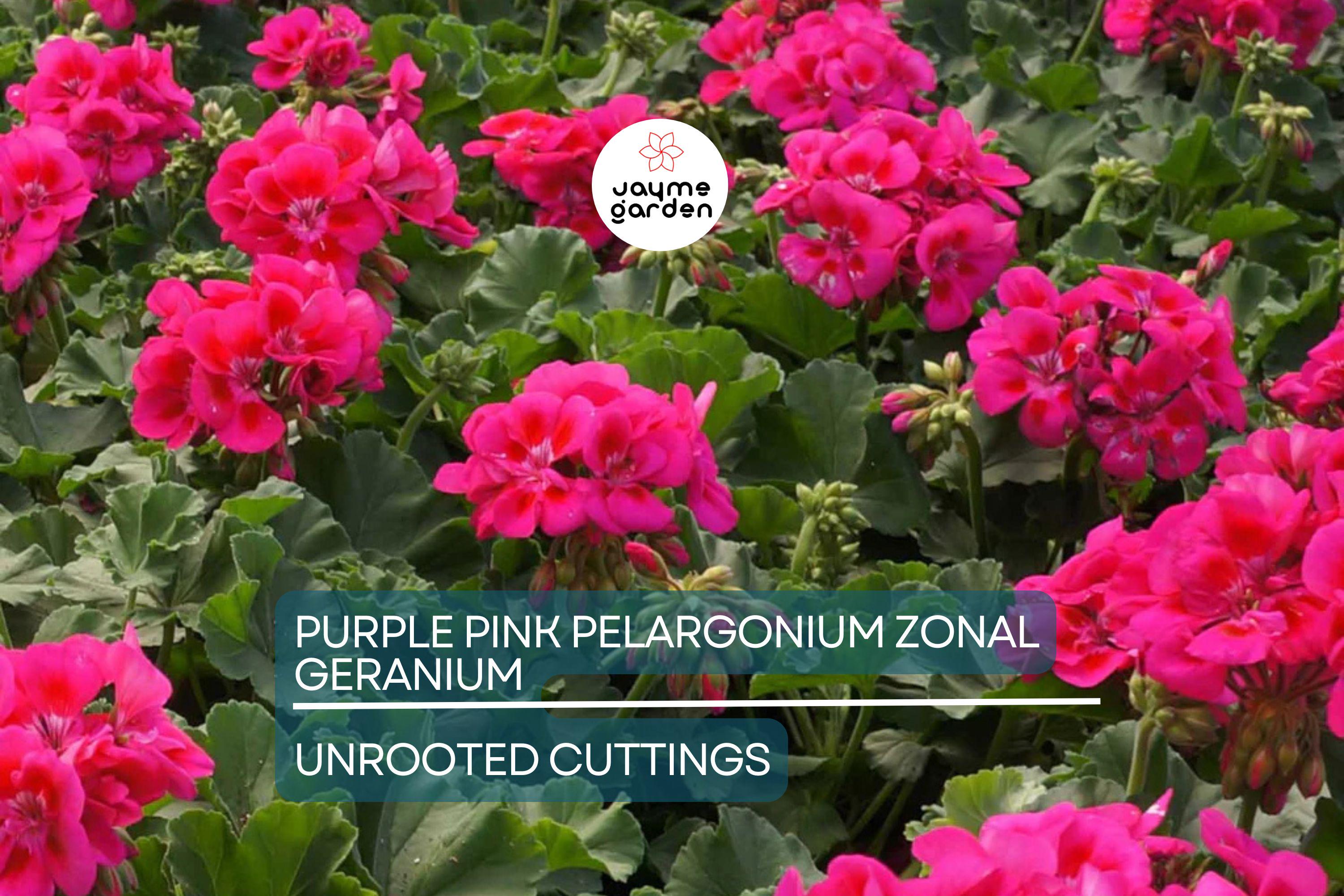 Purple Pink Pelargonium Zonal Geranium – 8 Fresh Live Starter Cuttings, 6"+ Each, Hardy & Fast-Growing, Vibrant Blooms