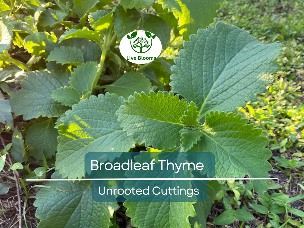 10 Unrooted Cuttings Broadleaf Thyme Spanish Oregano (Coleus amboinicus) 4-8" – Aromatic Herb, Oregano Substitute Plant, Easy Grow Starter