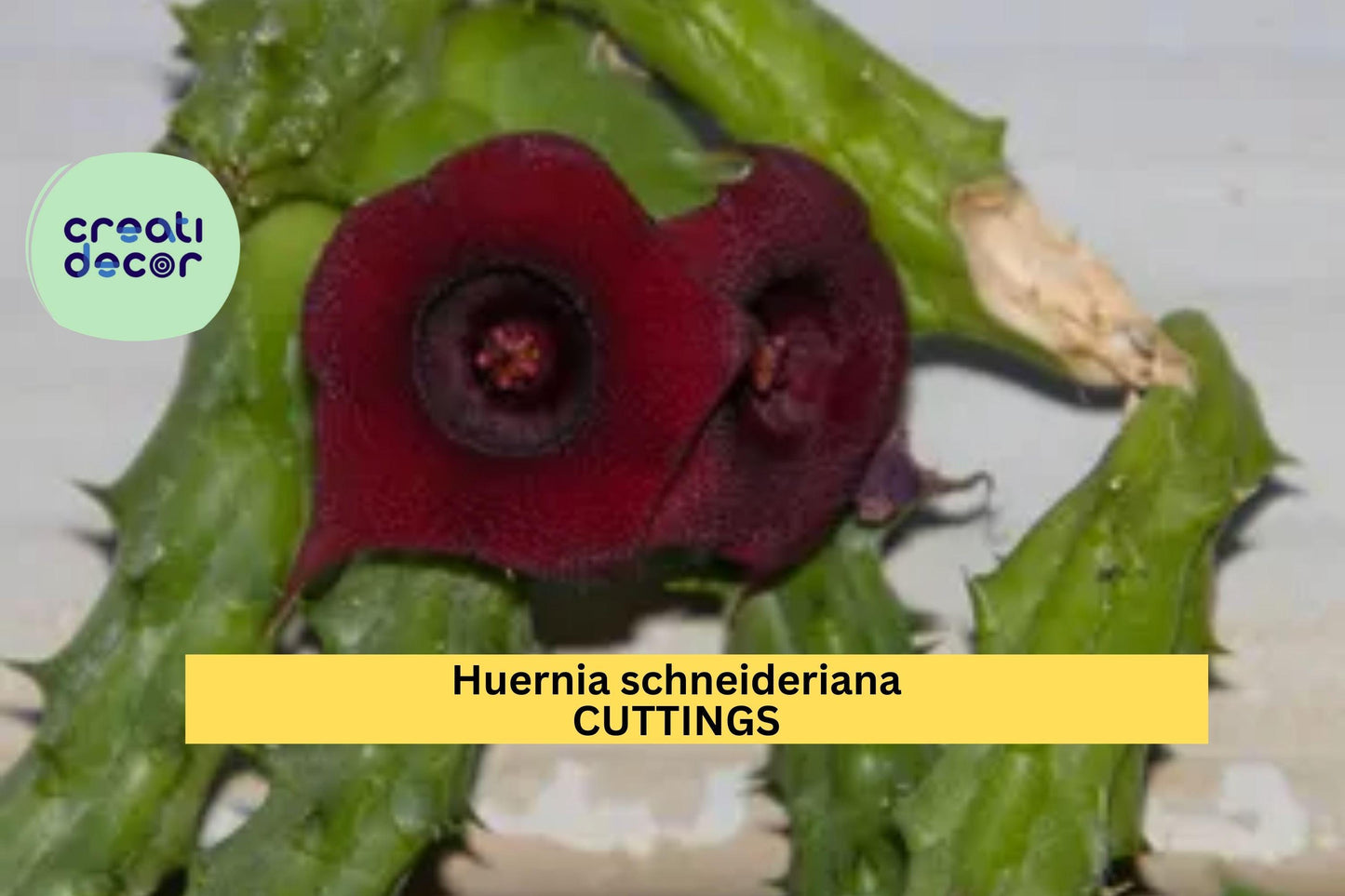 1 Huernia Schneideriana Rooted Cutting | Rare Succulent Starter | Star-Shaped Maroon Flower | Easy Exotic Houseplant
