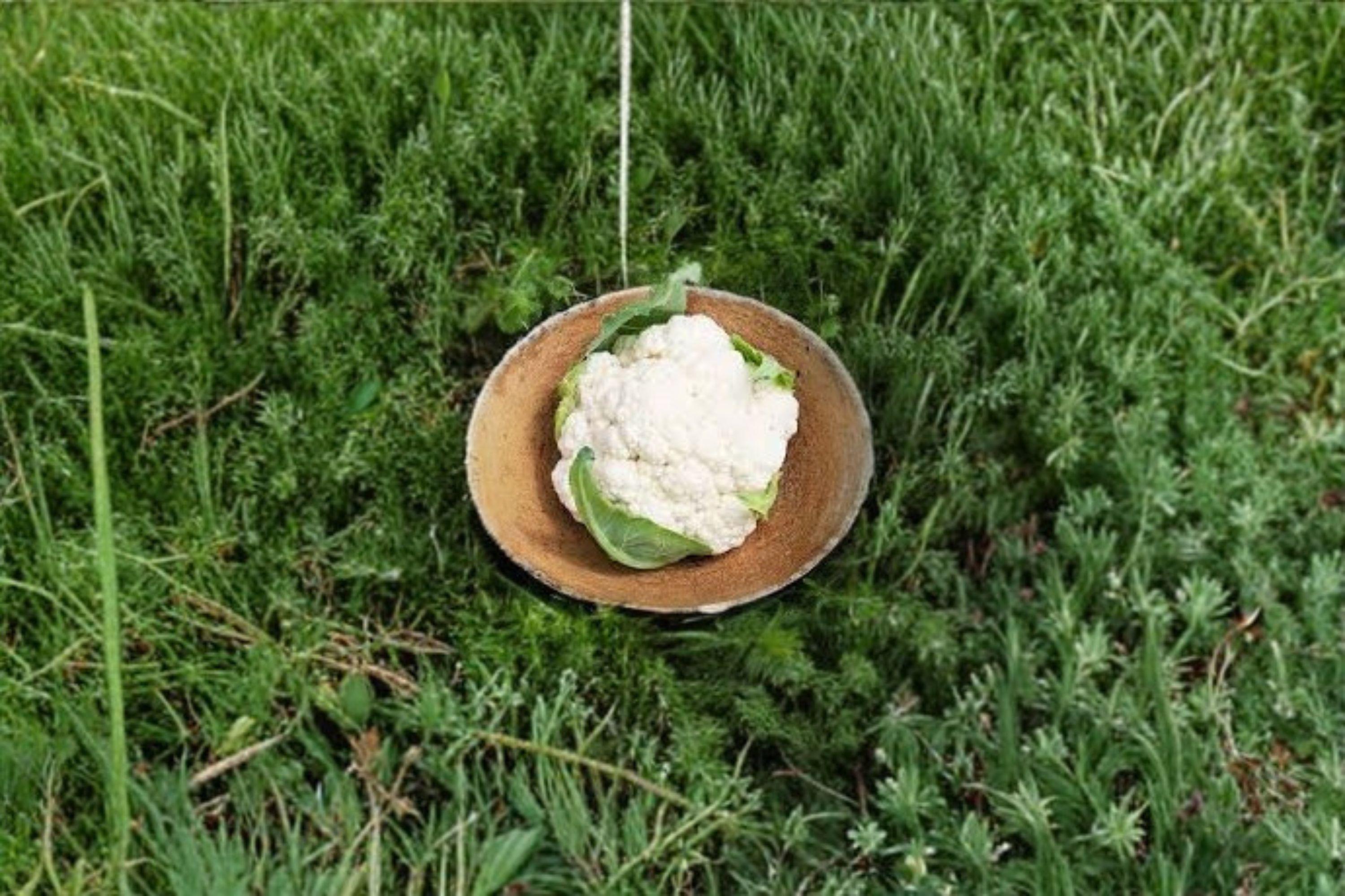 Cauliflower – Self Blanching 250 Seeds | Classic Heirloom Cauliflower | Snow-White Heads | Easy to Grow